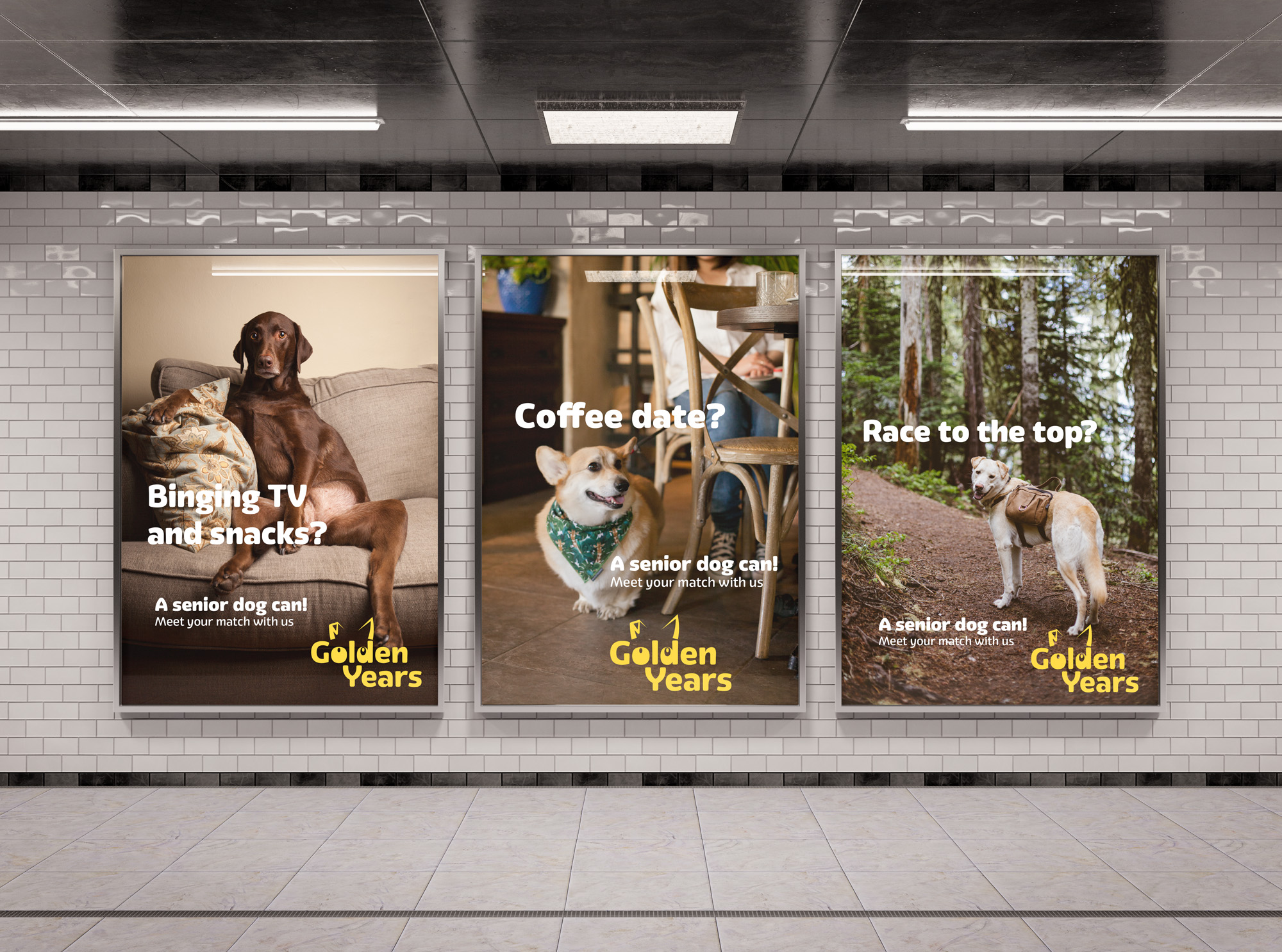 Three poster mockup for Golden Years project featuring senior adoptable pets